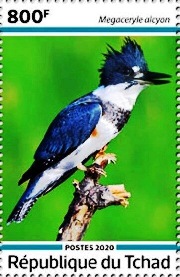 Megaceryle alcyon