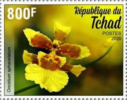 Oncidium sphacelatum