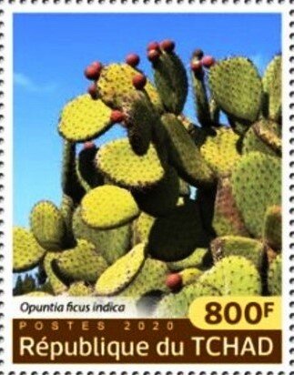 Opuntia ficus indica