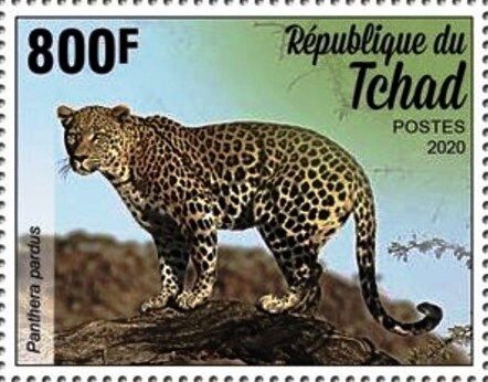 Panthera pardus