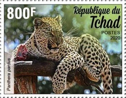 Panthera pardus