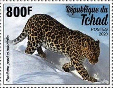 Panthera pardus orientalis