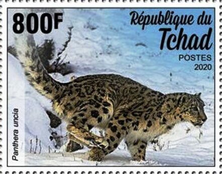 Panthera uncia