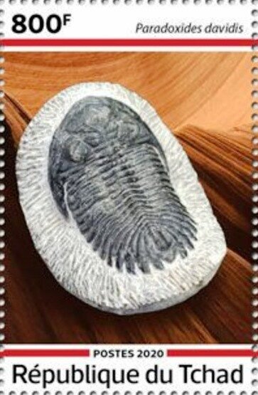 Paradoxides davidis