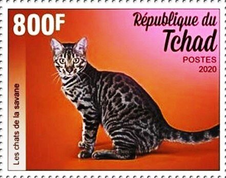 Savannah Cat
