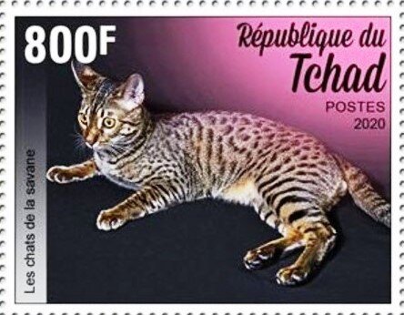 Savannah Cat