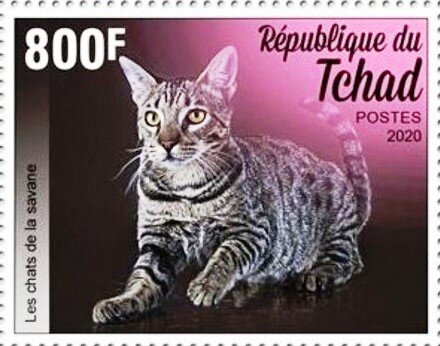 Savannah Cat