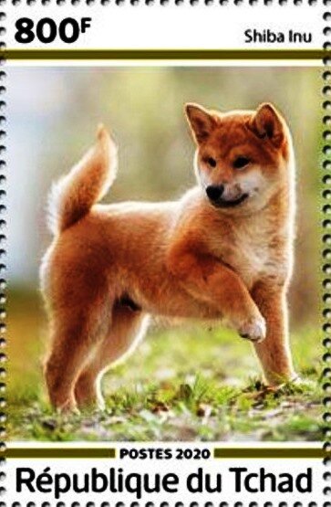 Shiba Inu