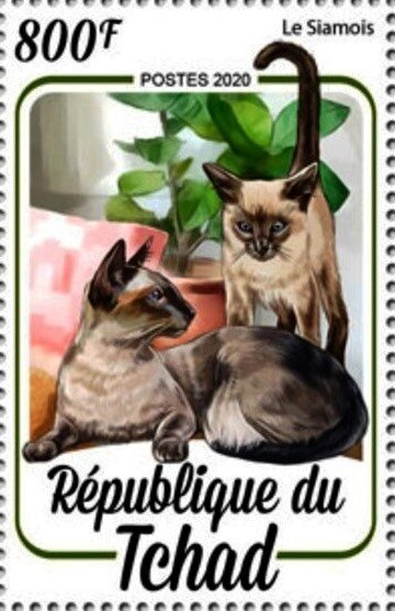 Siamese cat