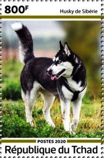 Siberian Husky