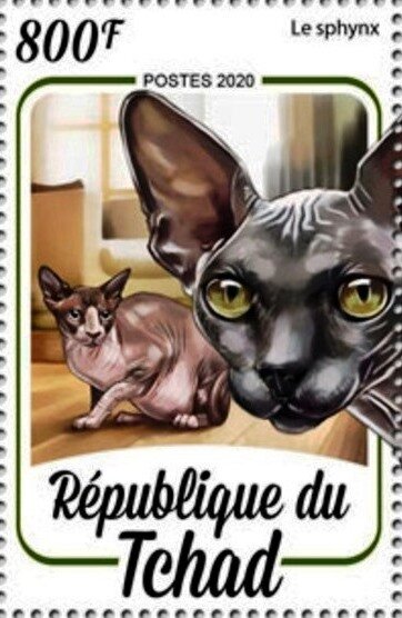Sphynx cat