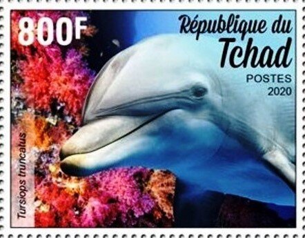 Tursiops truncatus