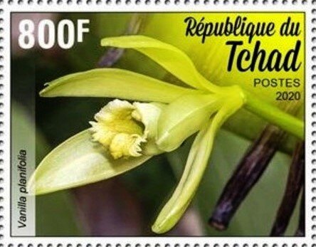 Vanilla planifolia