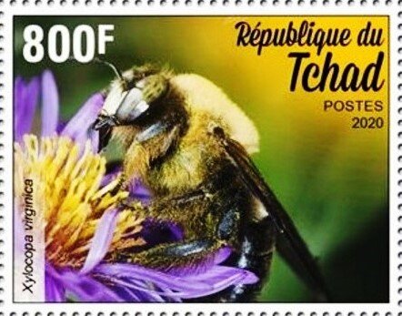 Xylocopa virginica