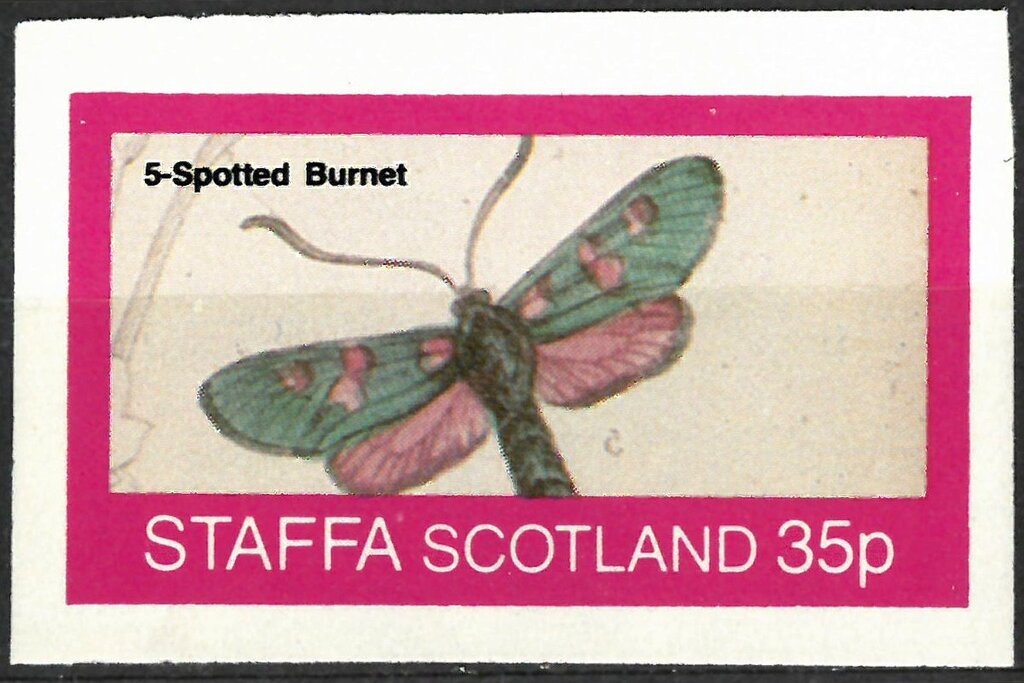 5-Spotted Burnet