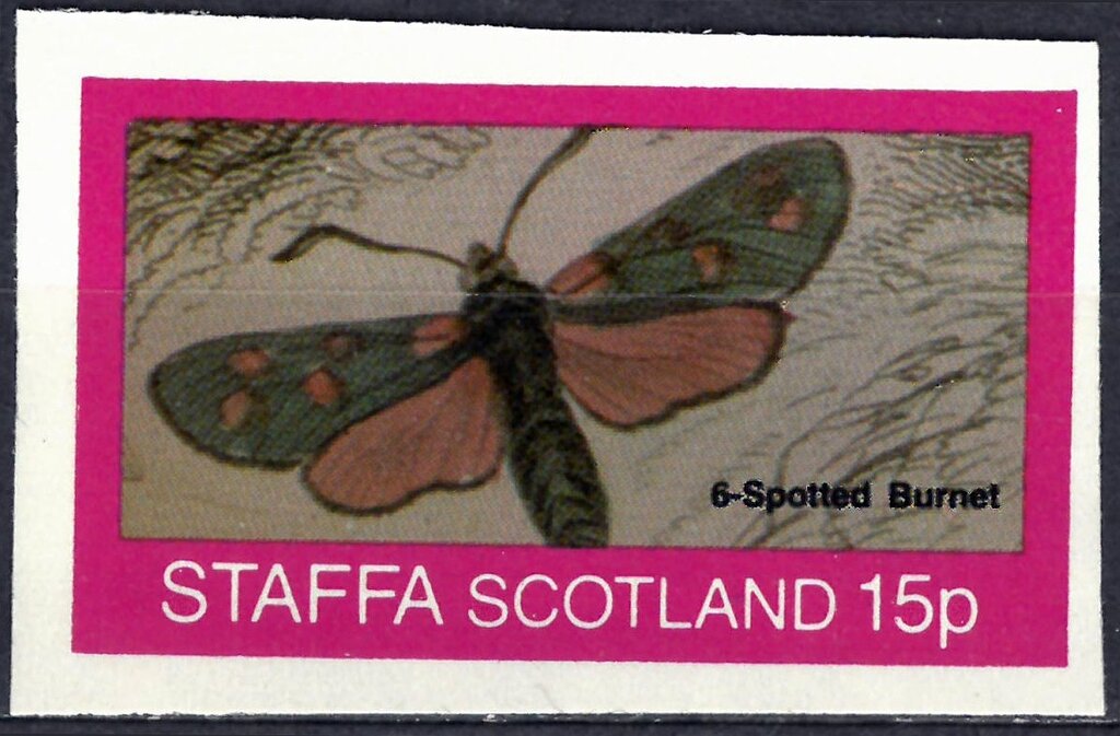 6-Spotted Burnet