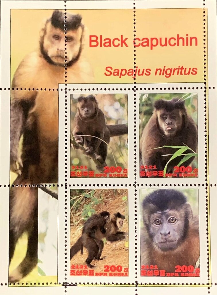 Black capuchin
