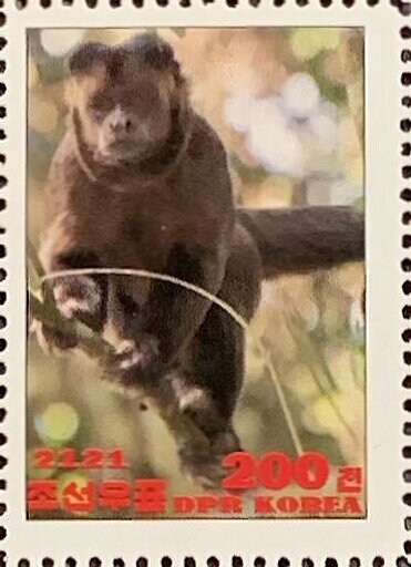 Black capuchin