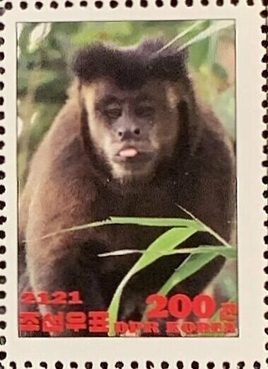 Black capuchin