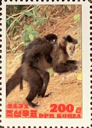 Black capuchin