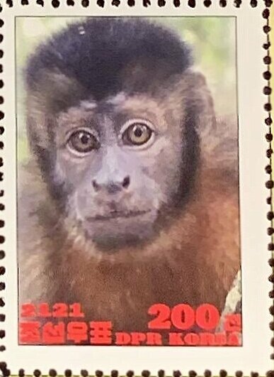 Black capuchin