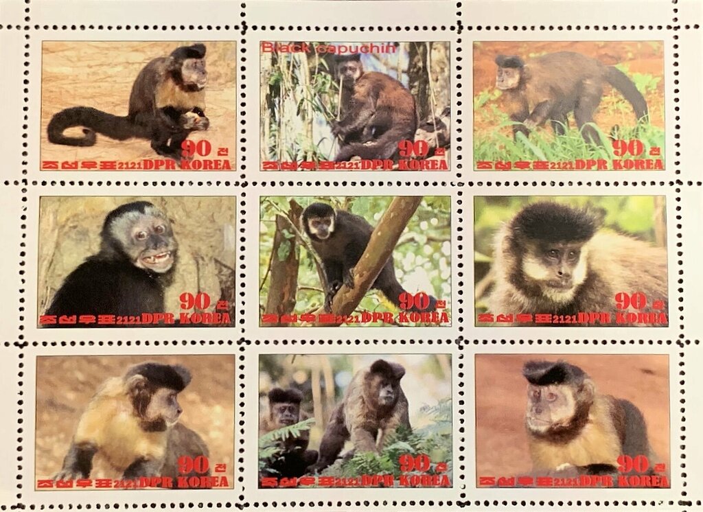 Black capuchin
