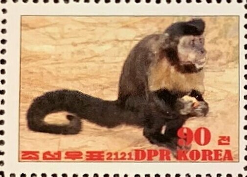 Black capuchin