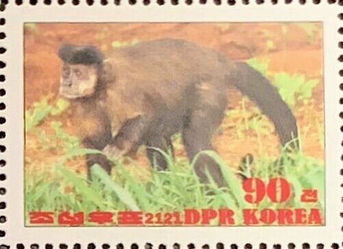 Black capuchin