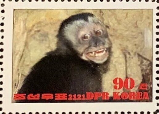 Black capuchin