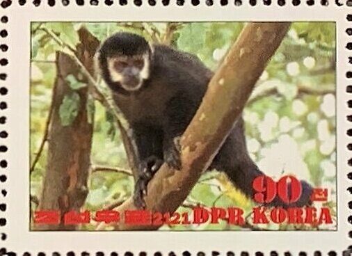 Black capuchin