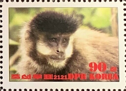 Black capuchin