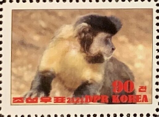 Black capuchin