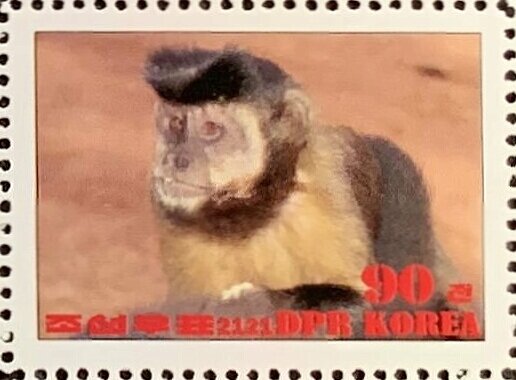 Black capuchin