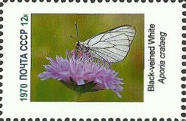 Stamp, Butterflies, Cinderellas,  , Butterflies, Insects