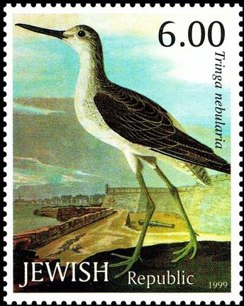 Common greenshank