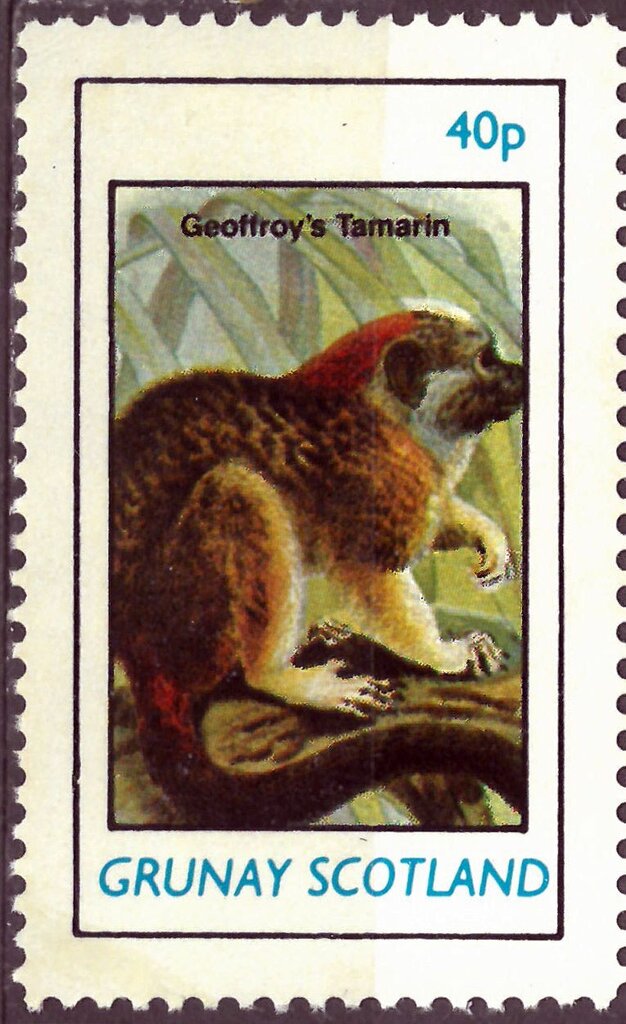 Geoffroy's Tamarin
