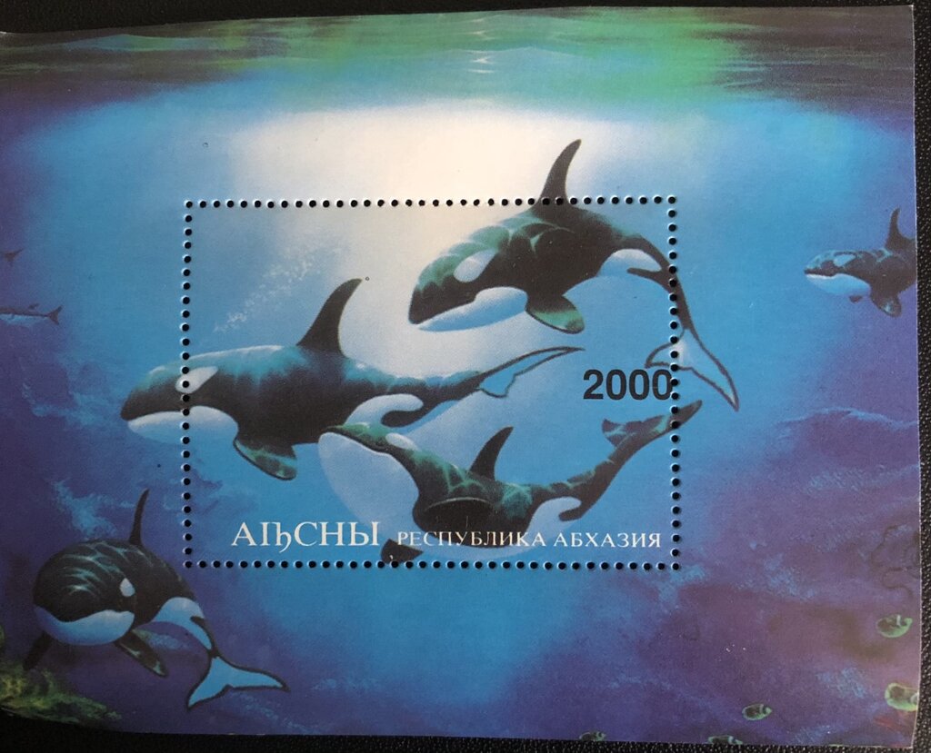Killer Whale