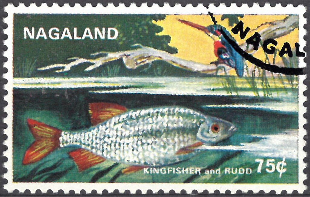 Kingfisher and Rudd