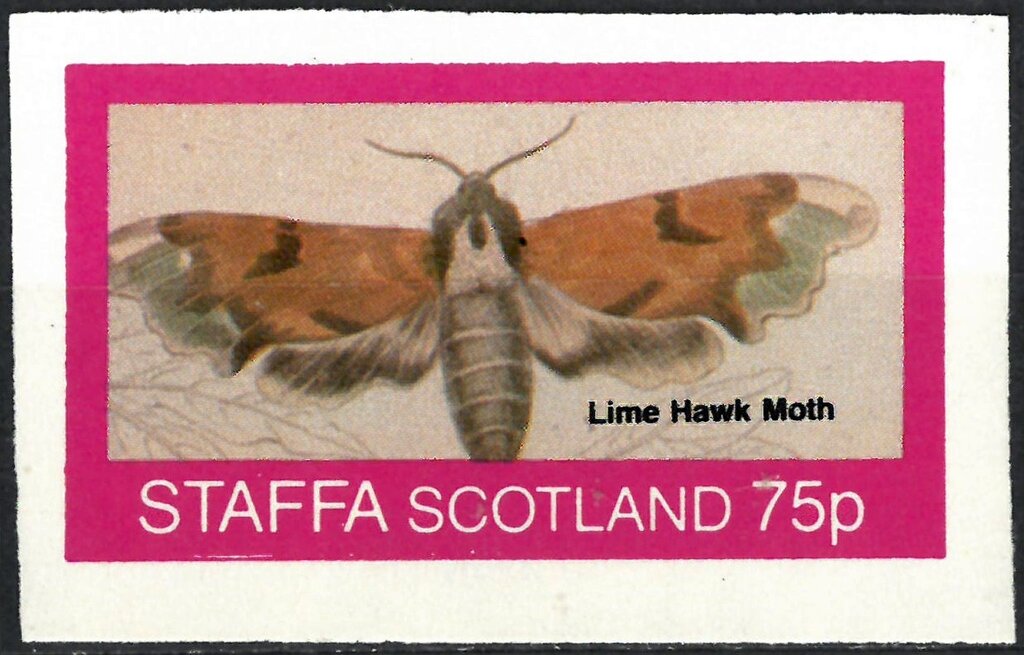 Lime Hawk Moth