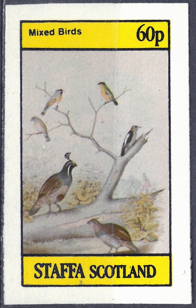Mixed Birds