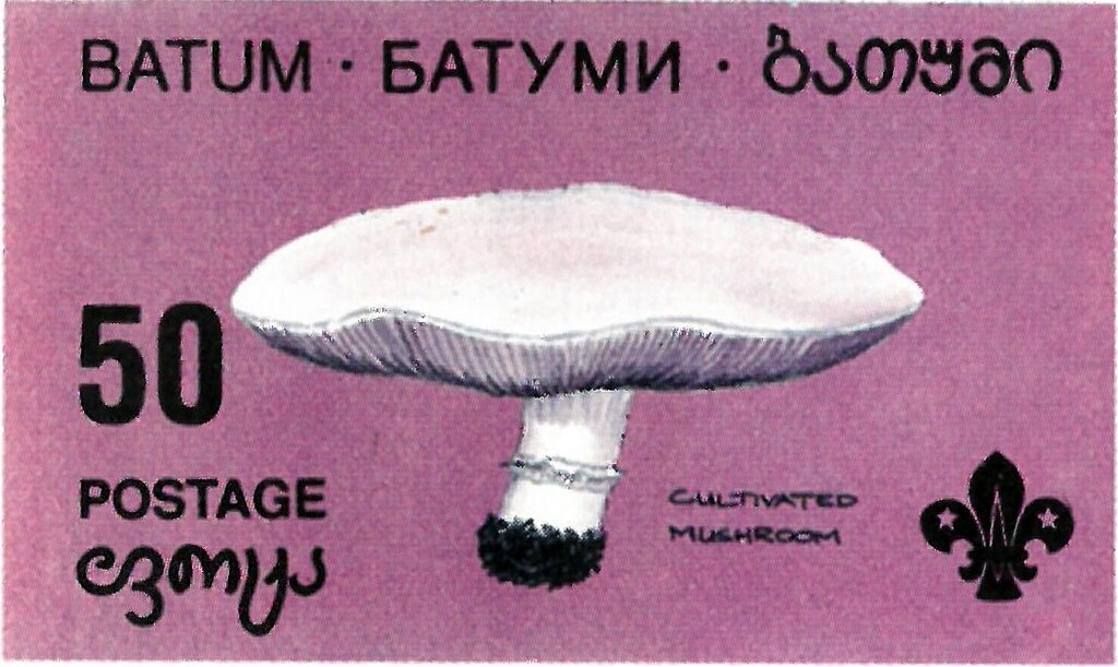 Mushroom