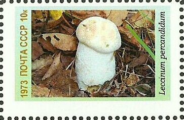 Mushrooms