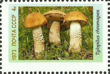 Mushrooms