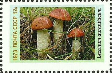 Mushrooms