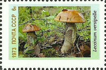 Mushrooms