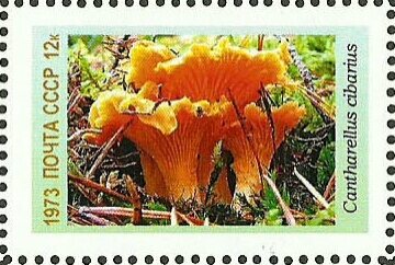 Mushrooms