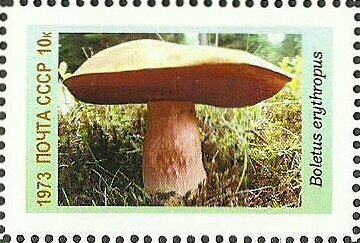 Mushrooms