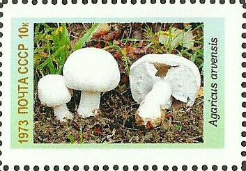 Mushrooms