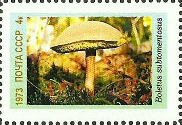 Mushrooms