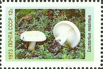 Mushrooms
